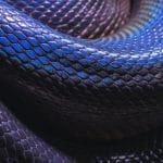 Scales - Blue iridescent coils of an Australian Water Python by David Clode