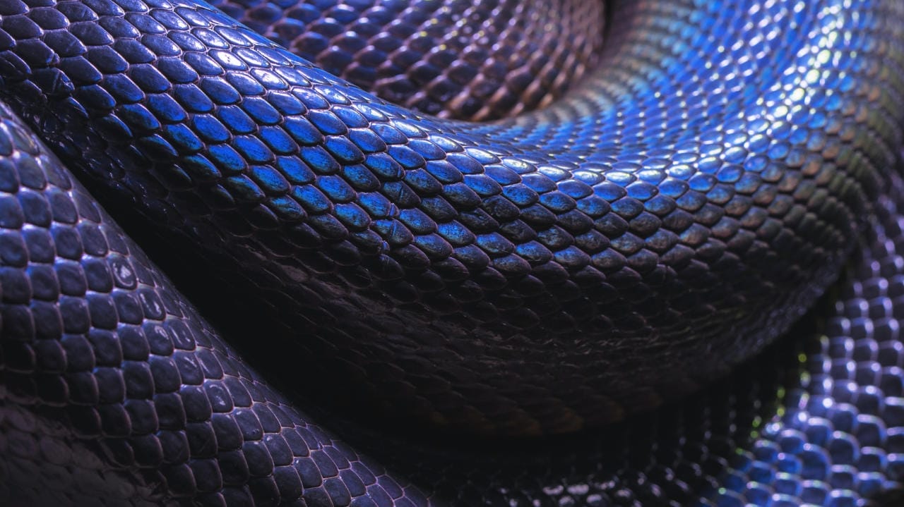 Scales - Blue iridescent coils of an Australian Water Python by David Clode