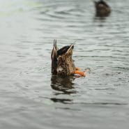 Guitar Neck Dive - Image of a duck diving its head into the water by Ian Edokov