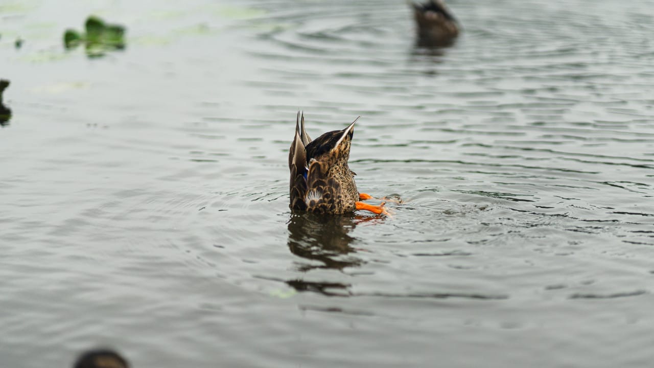 Guitar Neck Dive - Image of a duck diving its head into the water by Ian Edokov